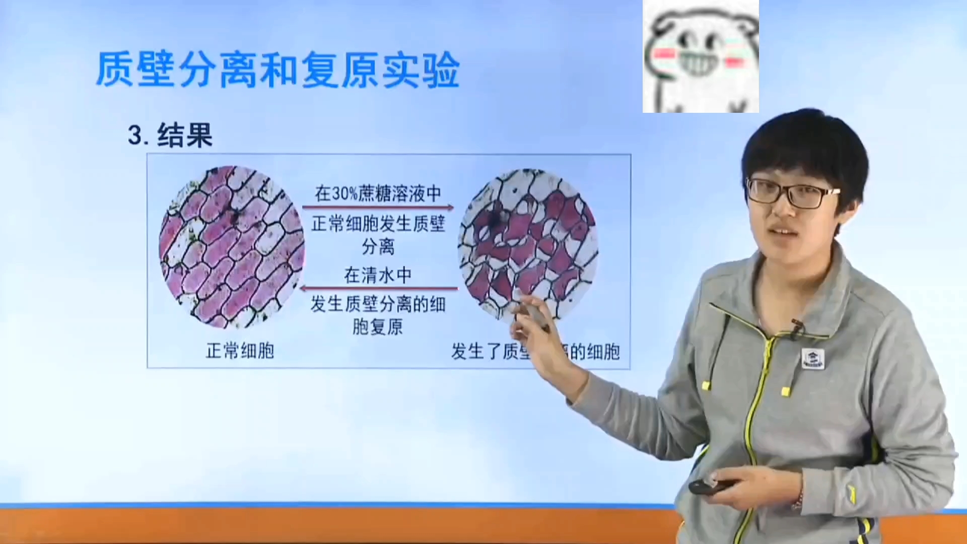 质壁分离〗显微镜下的质壁分离