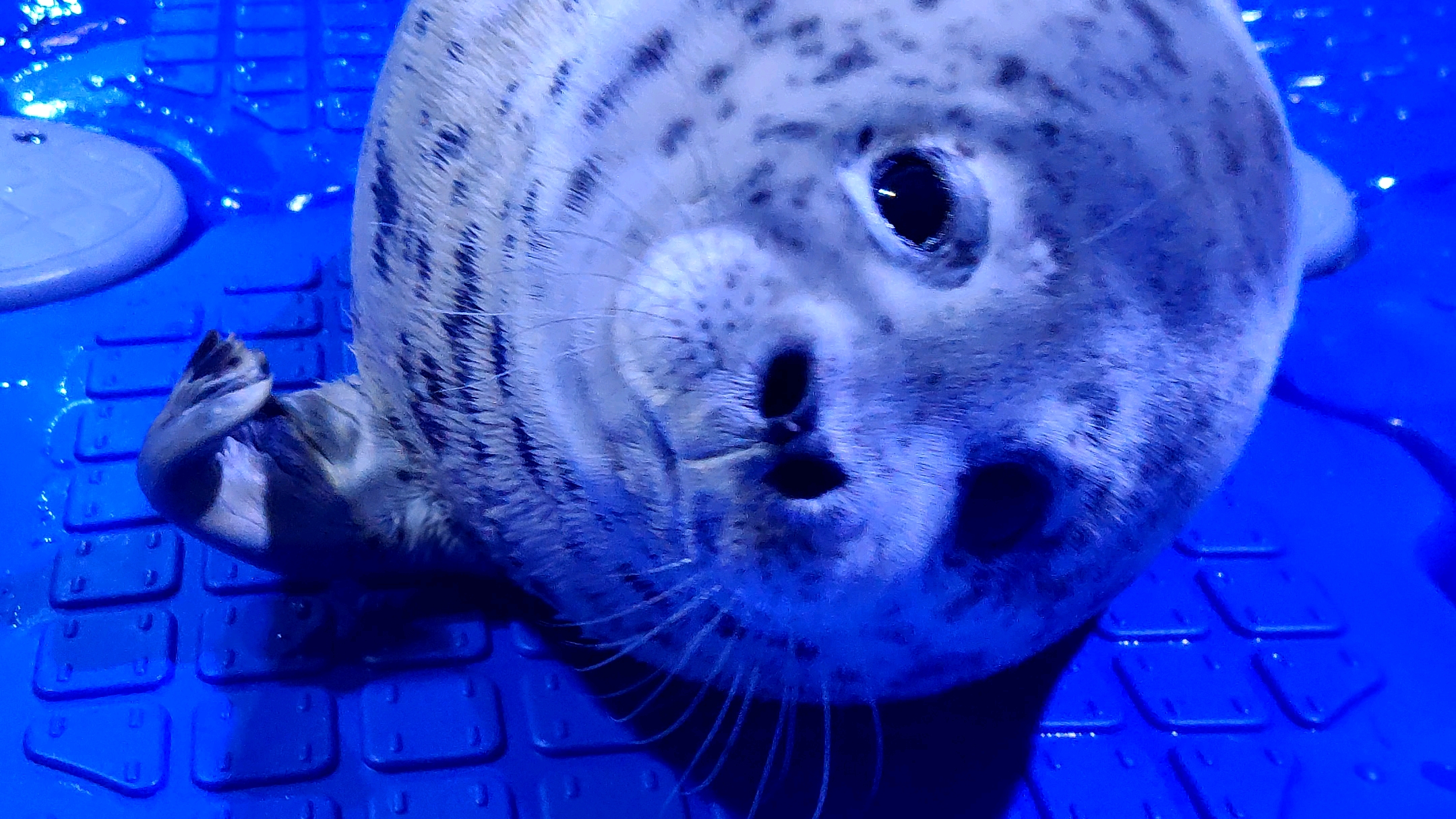 来个近距离的豹豹_哔哩哔哩_bilibili