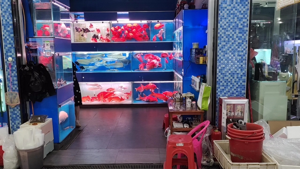 这家店铺观赏鱼很大个,品相都不错,就是卖得有点贵