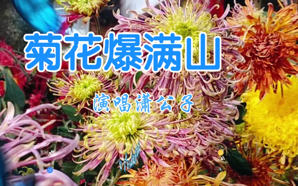 [图]潇公子翻唱一曲情歌《菊花爆满山》太好听了！赏菊听音乐，好听又养眼！