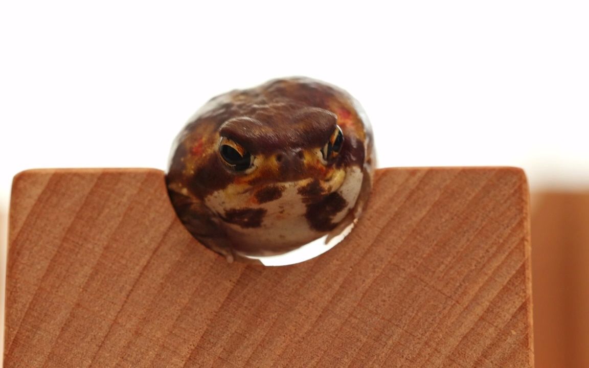 活动  圆蛙的跑酷