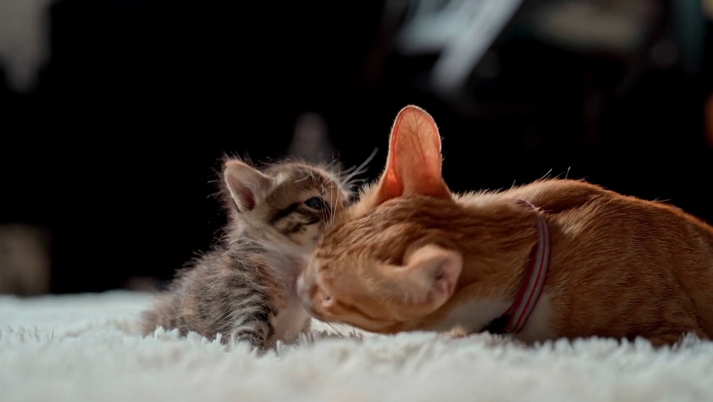 萌化小猫温情瞬间