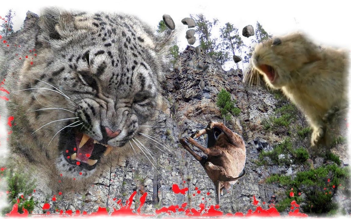 雪豹悬崖的猎杀最后仓鼠也是赢家