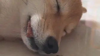 如何叫醒一只沉睡的小狗