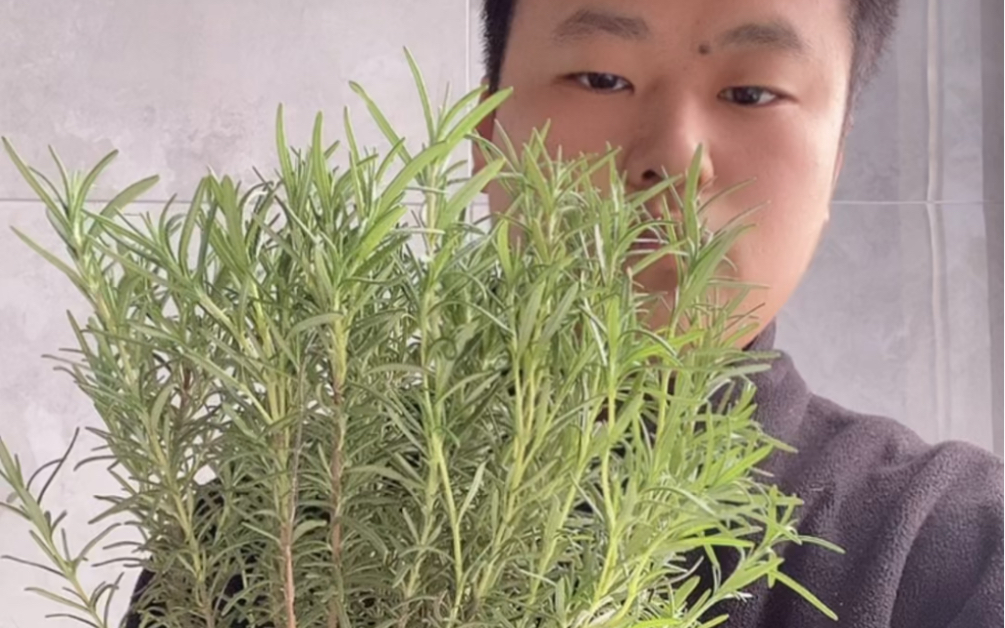 分享迷迭香养护日常