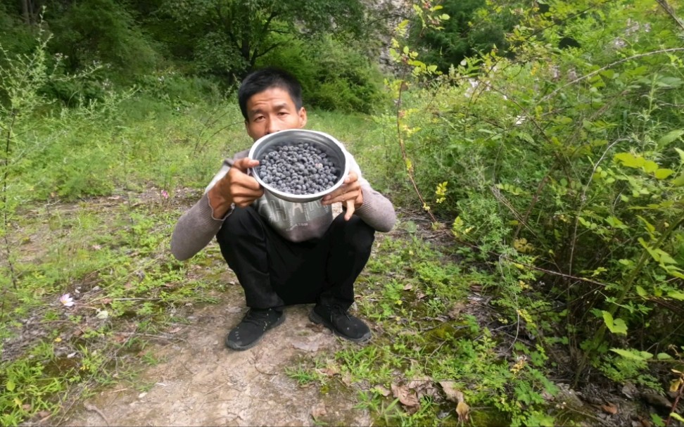 [图]露营地附近树上长了很多野果味道酸甜可口，这种野果你们吃过吗，摘了半碗吃个够