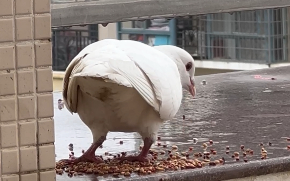 今日大佬鸽进食第一顿 吃着吃着就屁股对着镜头了