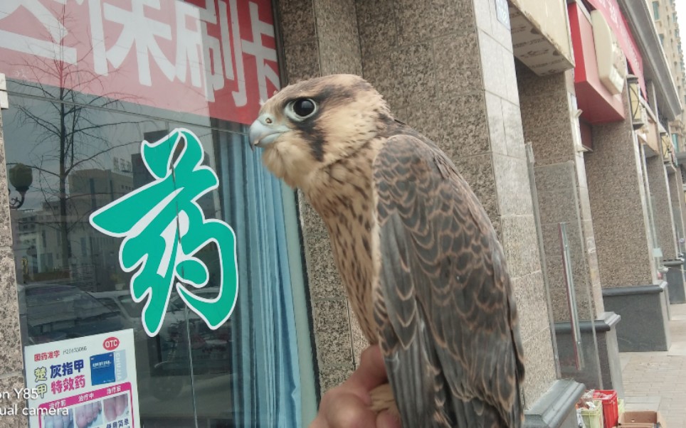 有没有人知道这是什么鸟呀,好像飞不起来,这鸟吃什么东西啊?哔哩哔哩bilibili