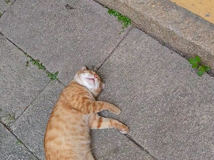 无锡惠山寺睡死的大橘--谁说猫睡着了也很警惕的