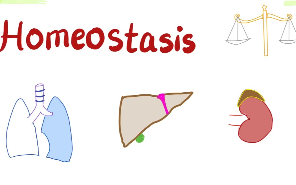 [图]Homeostasis | How Your Body Keeps the Balance!