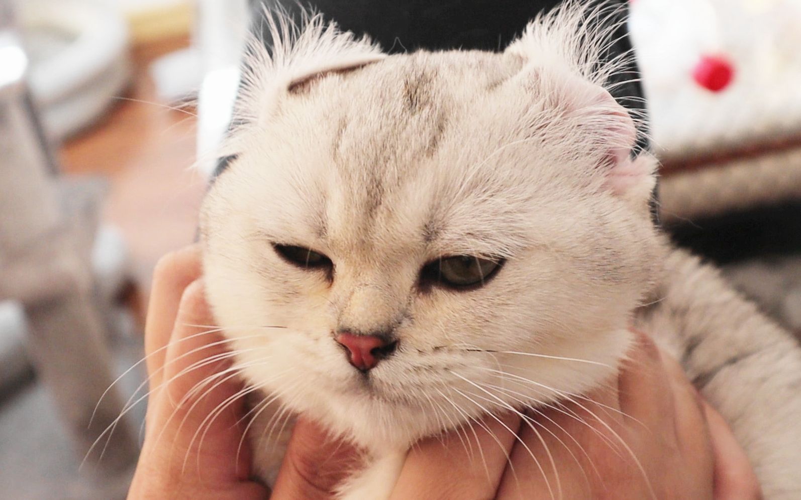 活动作品折耳猫就是耳朵折起来的猫咪吗