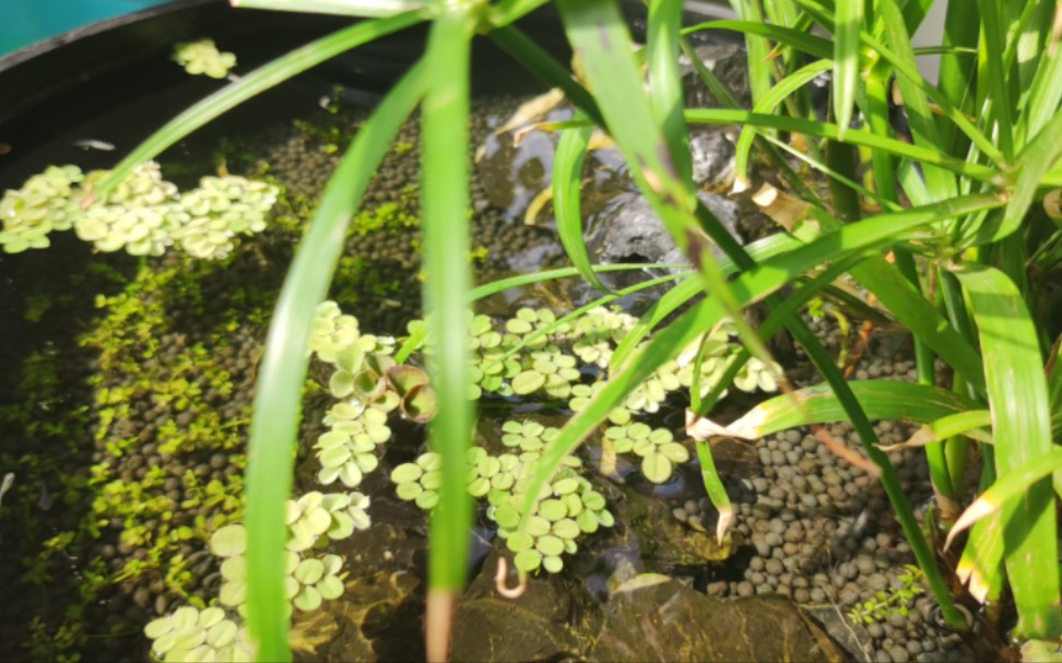 [图]古法养鱼，陶瓷环铺底给硝化细菌提供生存空间，分解氨氮，水竹和菖蒲吸收水中过剩的硝酸盐。观背青鳉没有绿水，养苗还是慢了很多