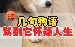 Download Video: 狗狗犯错不用打，狗语直接骂懵它