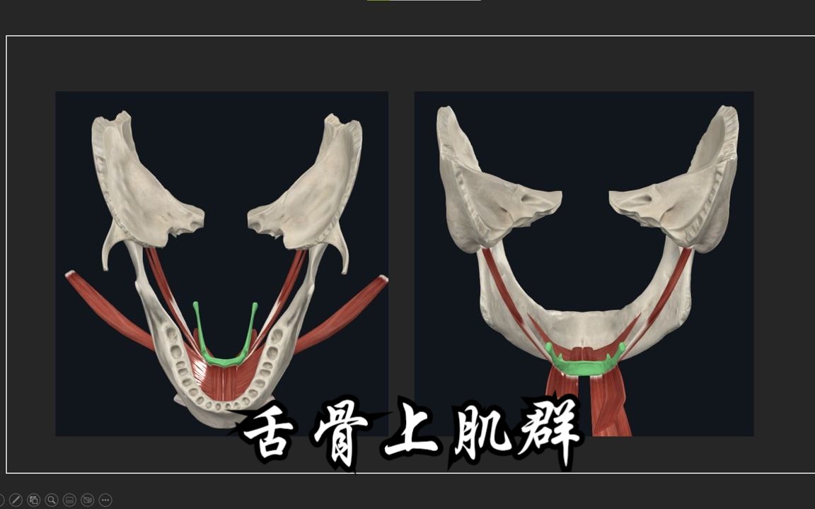 [图]颈部肌肉：舌骨上肌群及其功能