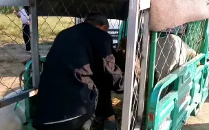 Descargar video: 50多斤的小山羊能卖多少钱？大爷接过钱开心的笑了，看多少钱成交