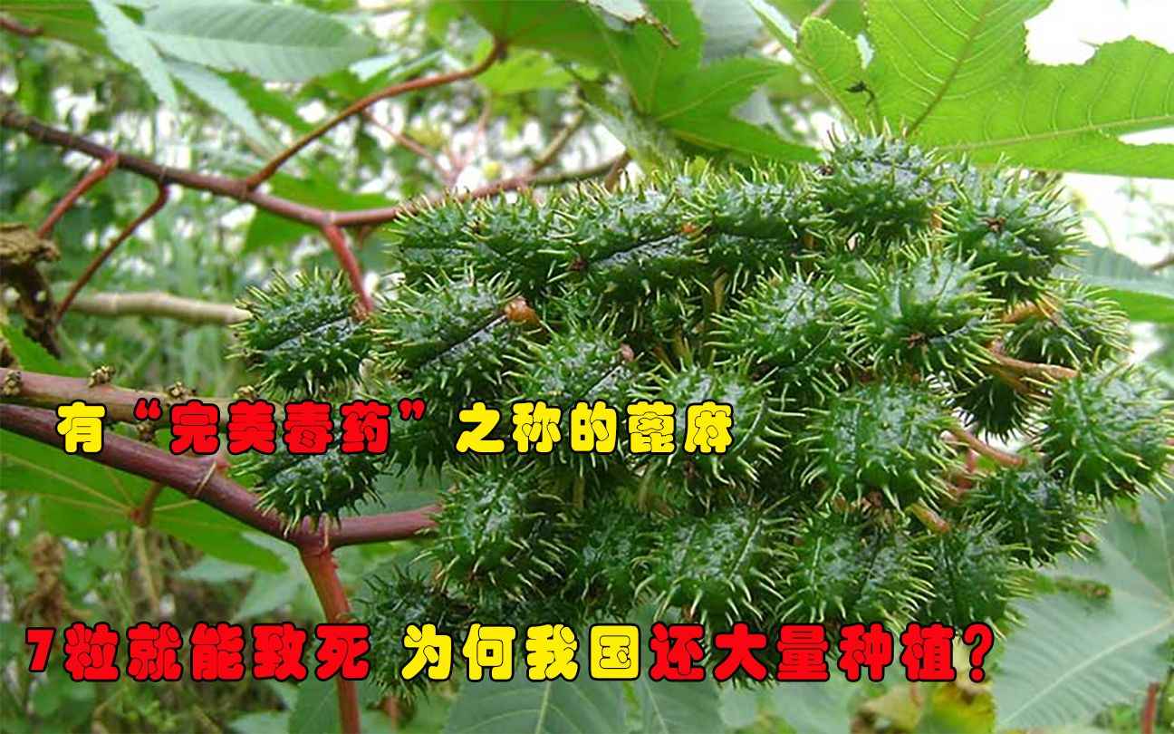 有“完美毒药”之称的蓖麻,7粒就能致死,为何我国还大量种植?哔哩哔哩bilibili