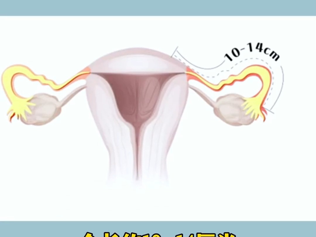 30秒告诉你输卵管,到底会起什么作用哔哩哔哩bilibili