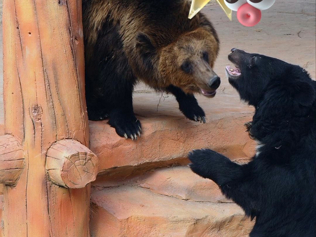 【皖南野生动物园】大家快来看啊,憨态可掬的棕熊和黑熊居然吵架了