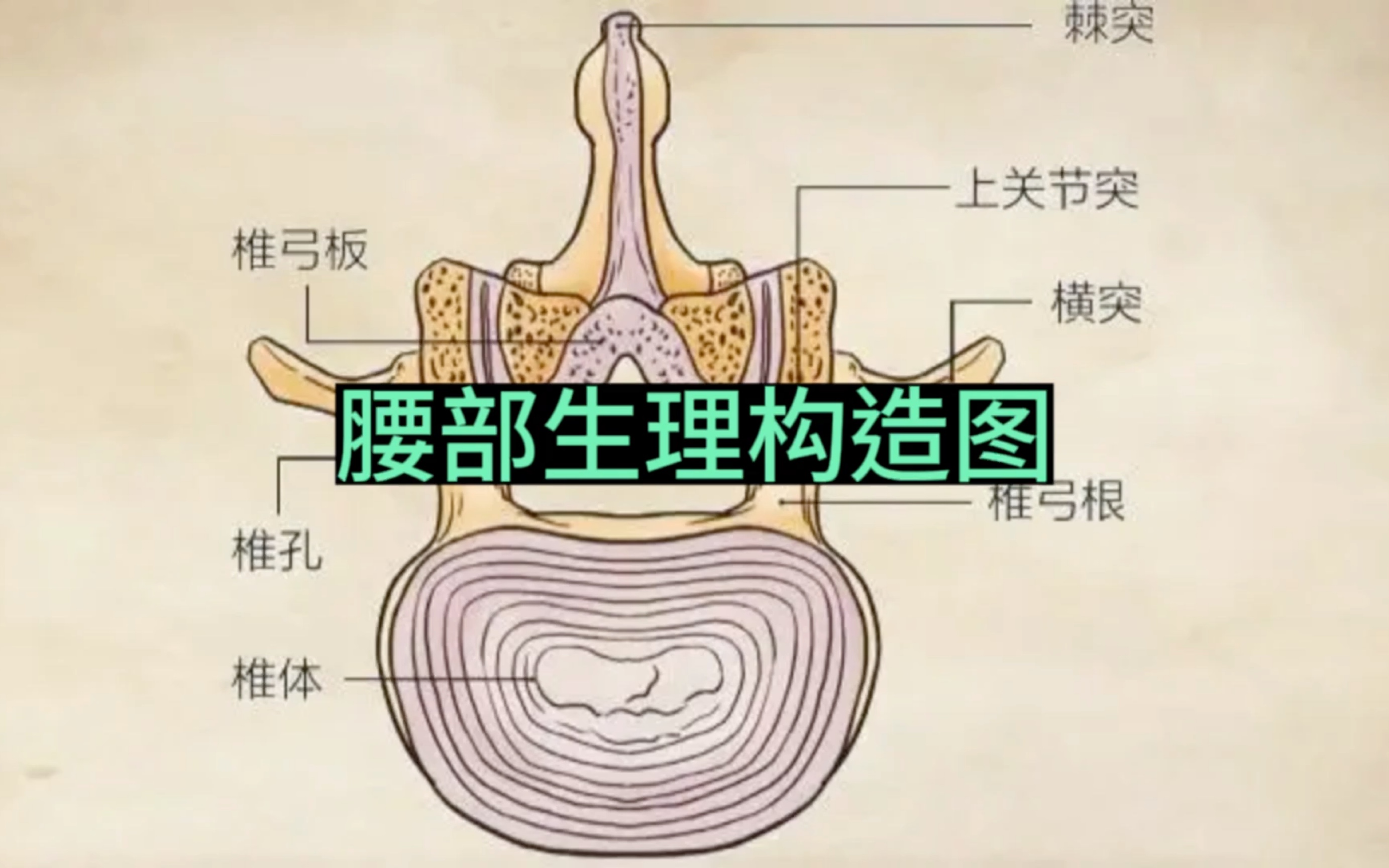 人体结构图腰的位置图片