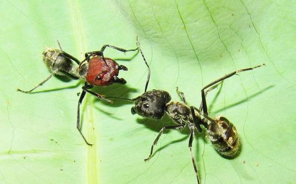 蚂蚁大战 中国最大的蚂蚁打架 红头弓背蚁vs中华弓背蚁 斗蚁