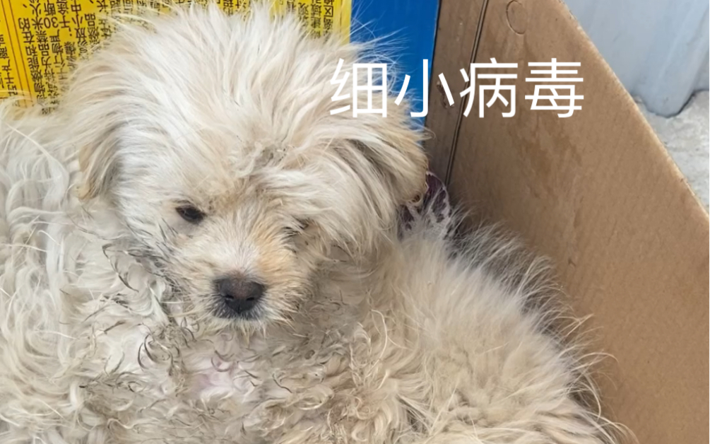 狗子得了细小病毒,自己治疗,第十一天,吃饭了