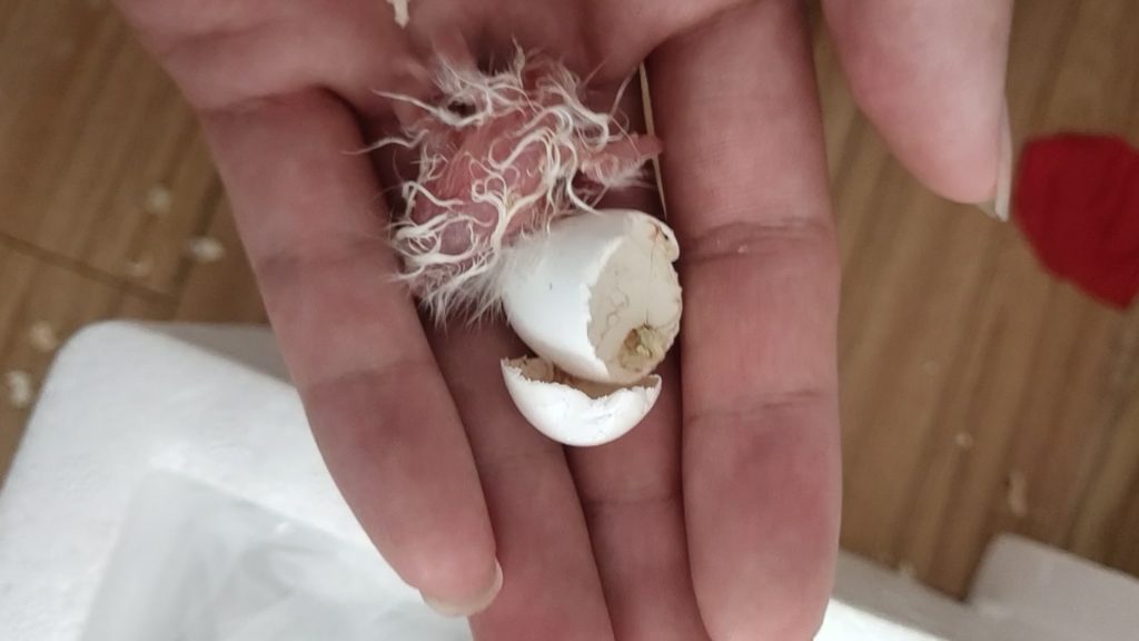 新鲜出壳的小玄凤 有没有大佬认识品种的