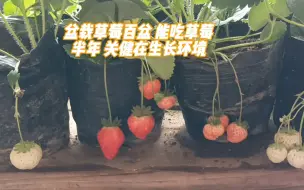 Video herunterladen: 盆栽草莓百盆 能吃草莓半年 关健在生长环境