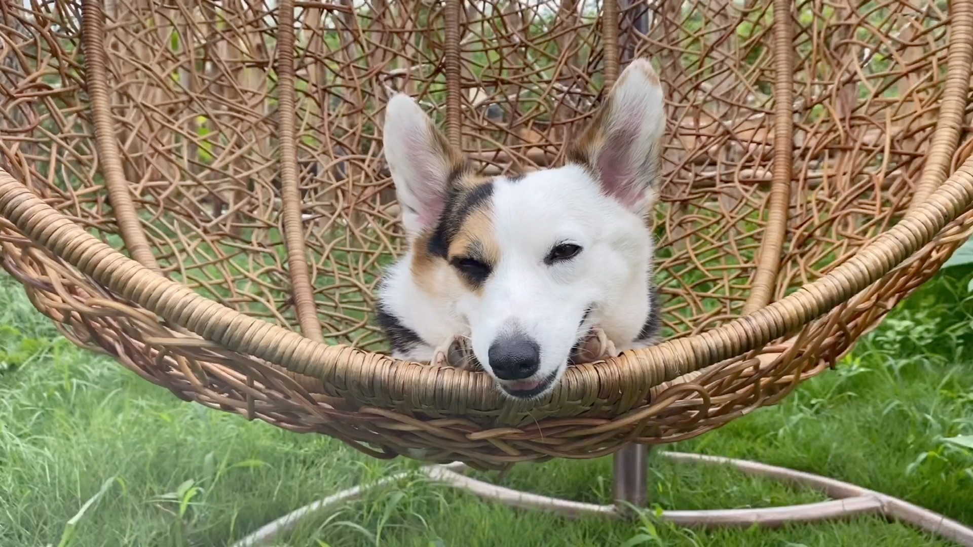 小院视记|新洗的香香狗,原来也知道什么生活是惬意的 [呲牙]好不容易