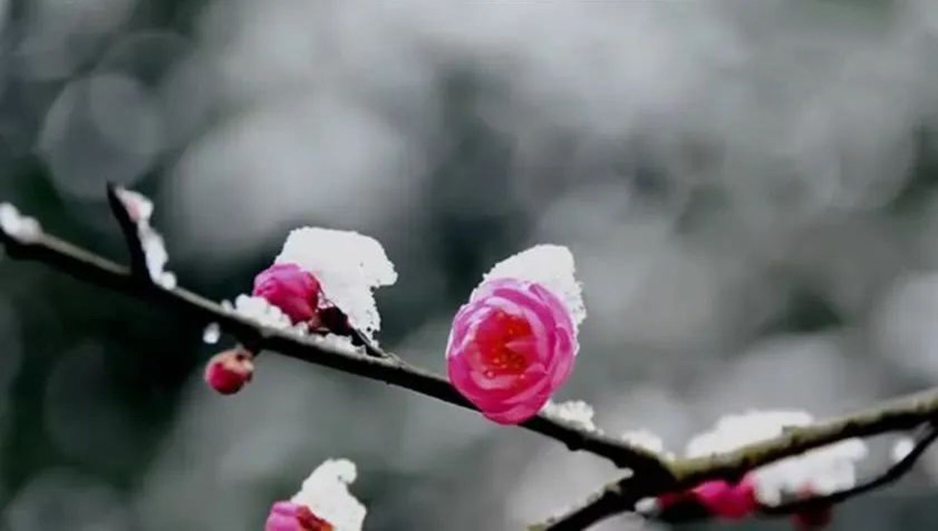 [图]三九天，一曲《梅花雪》愿你三冬暖，许你春不寒