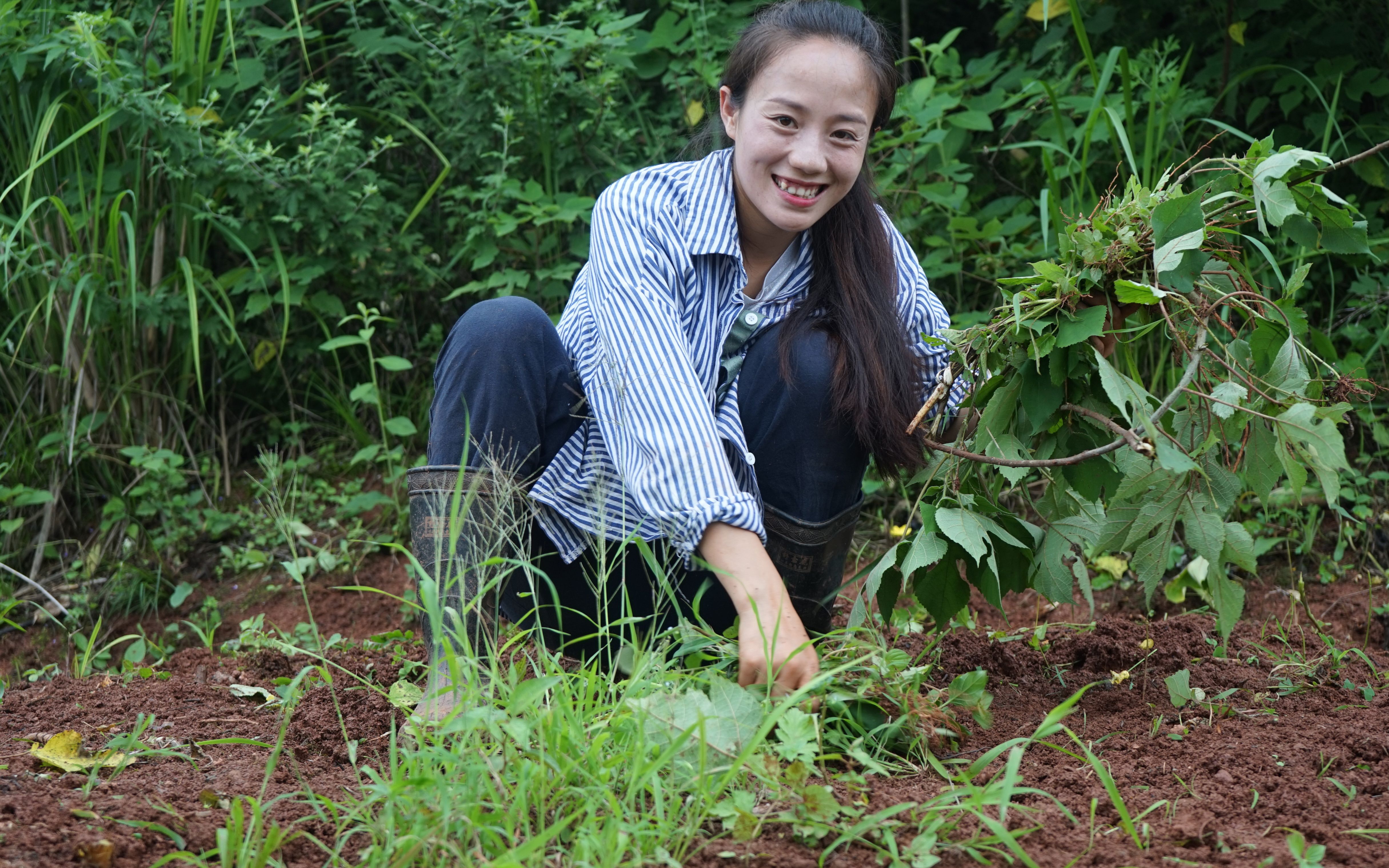 农村小妹在菜地锄草两个狗子太调皮和家里母鸡杠上了