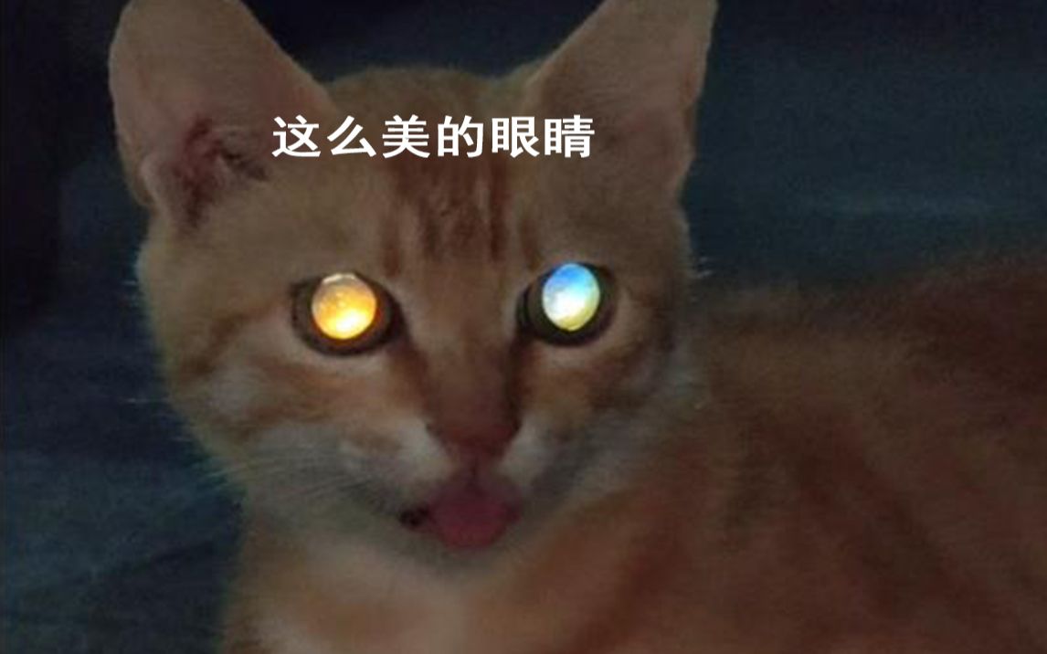 [图]我是流浪猫，但我的孩子不是！