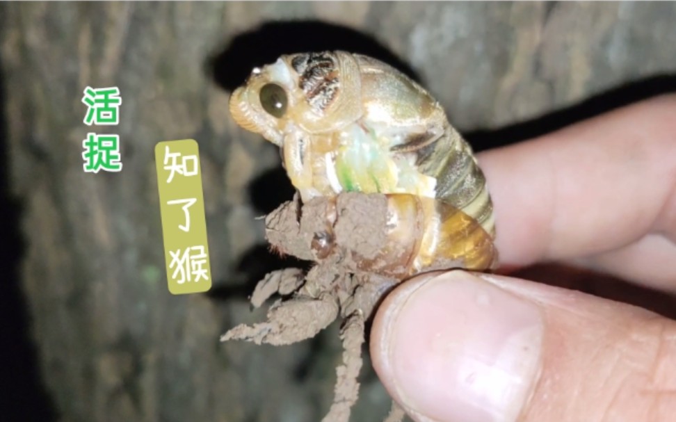 又到了抓知了猴的季节,今晚的知了猴特别多,小孩子抓的很是开心