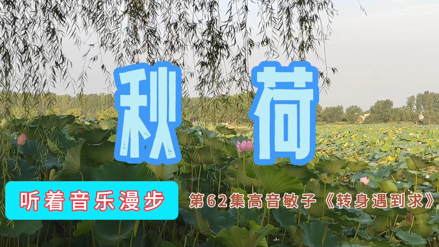 第62集高音敏子《转身遇到秋》,听着音乐漫步,秋荷