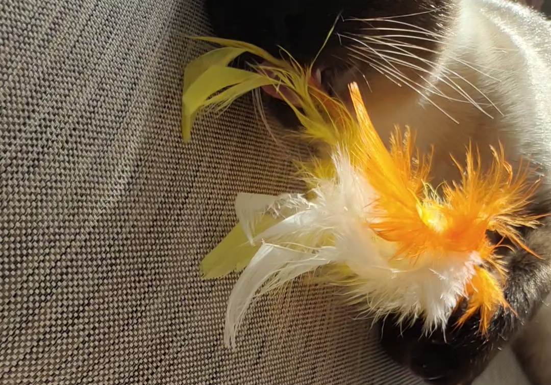 呲溜呲溜舔舔舔