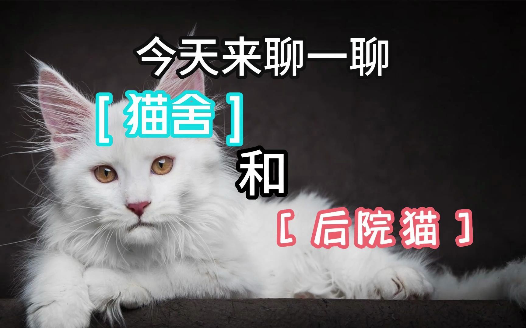 今天来聊一聊猫舍与后院猫之分哔哩哔哩bilibili