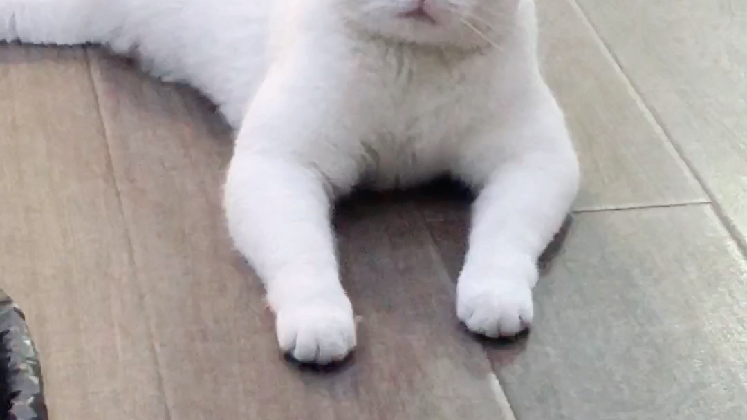 笨猫一只_哔哩哔哩_bilibili
