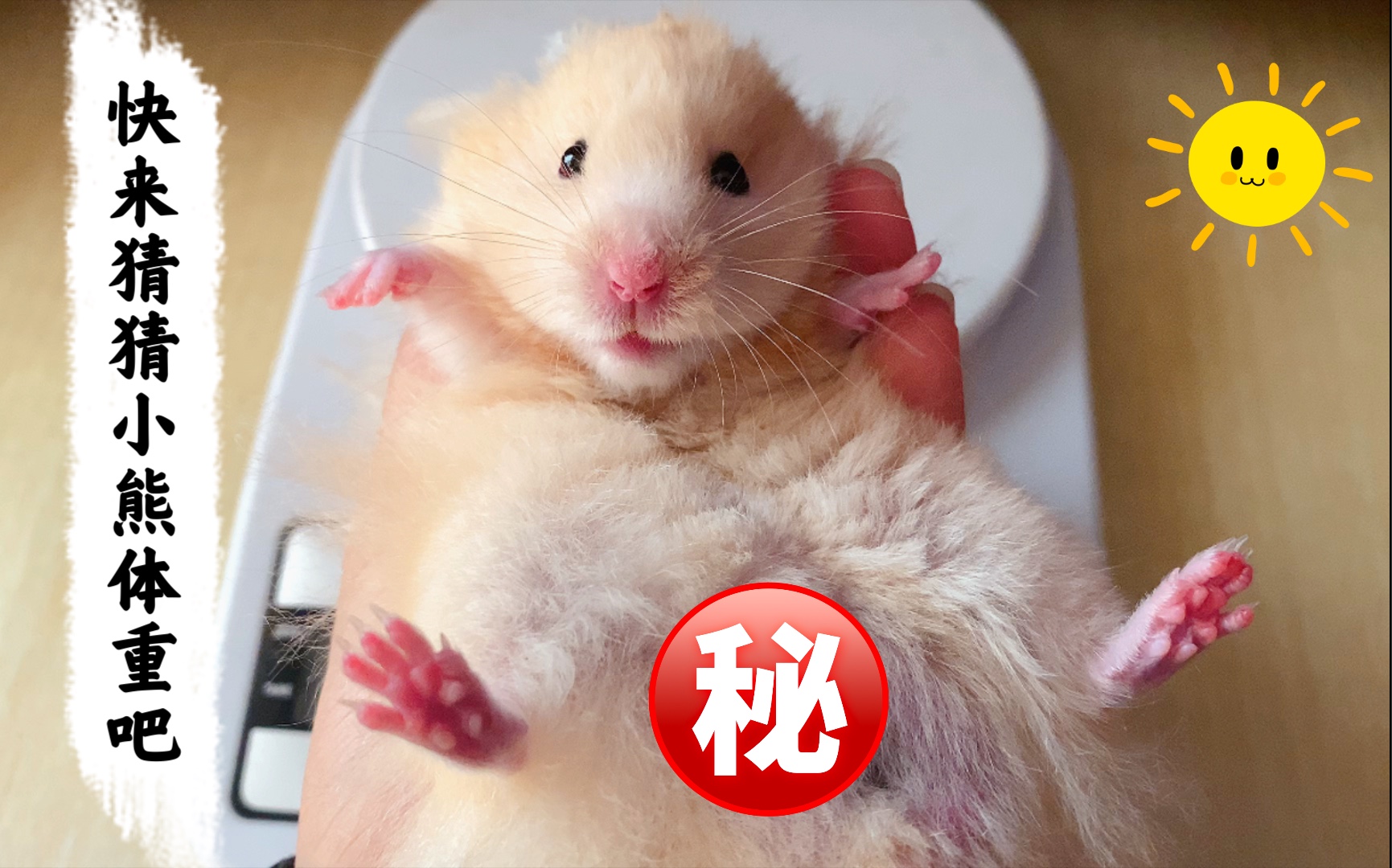 金丝熊小熊体重大公开来猜猜它多重吧