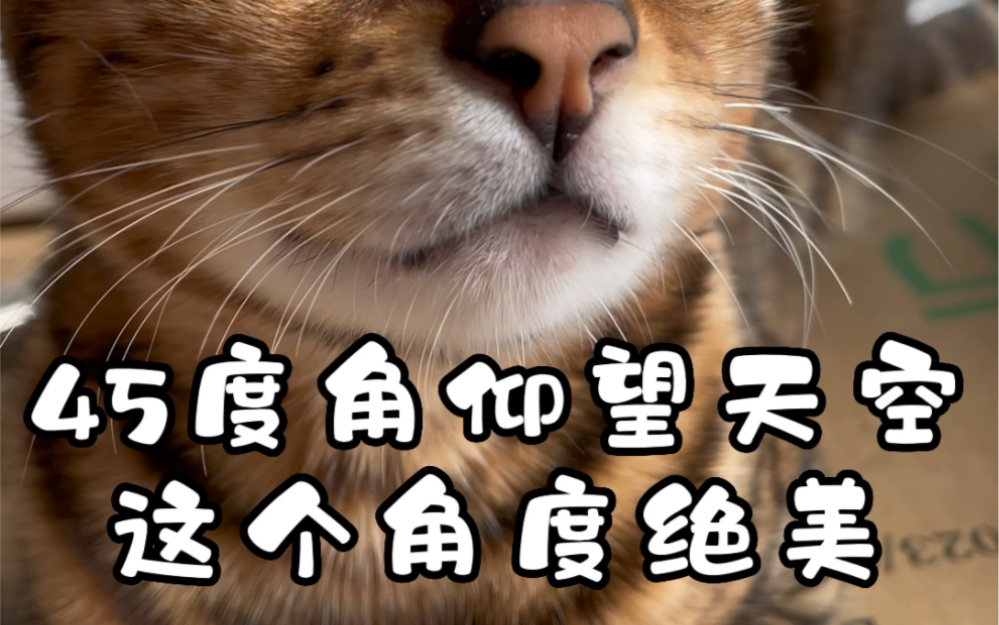 当猫咪要求拍照时,眼神都是瞧不起