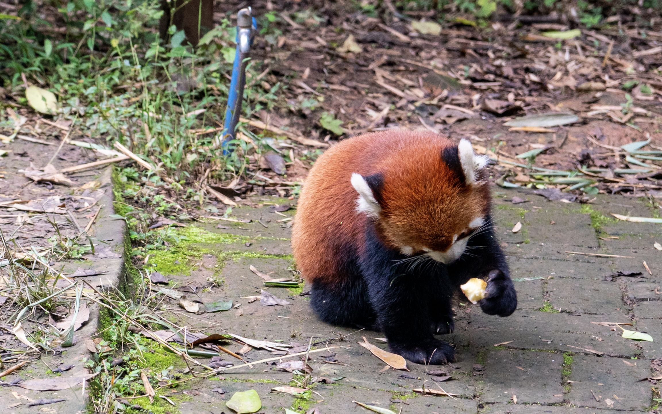 小熊猫享用水果的九节狼