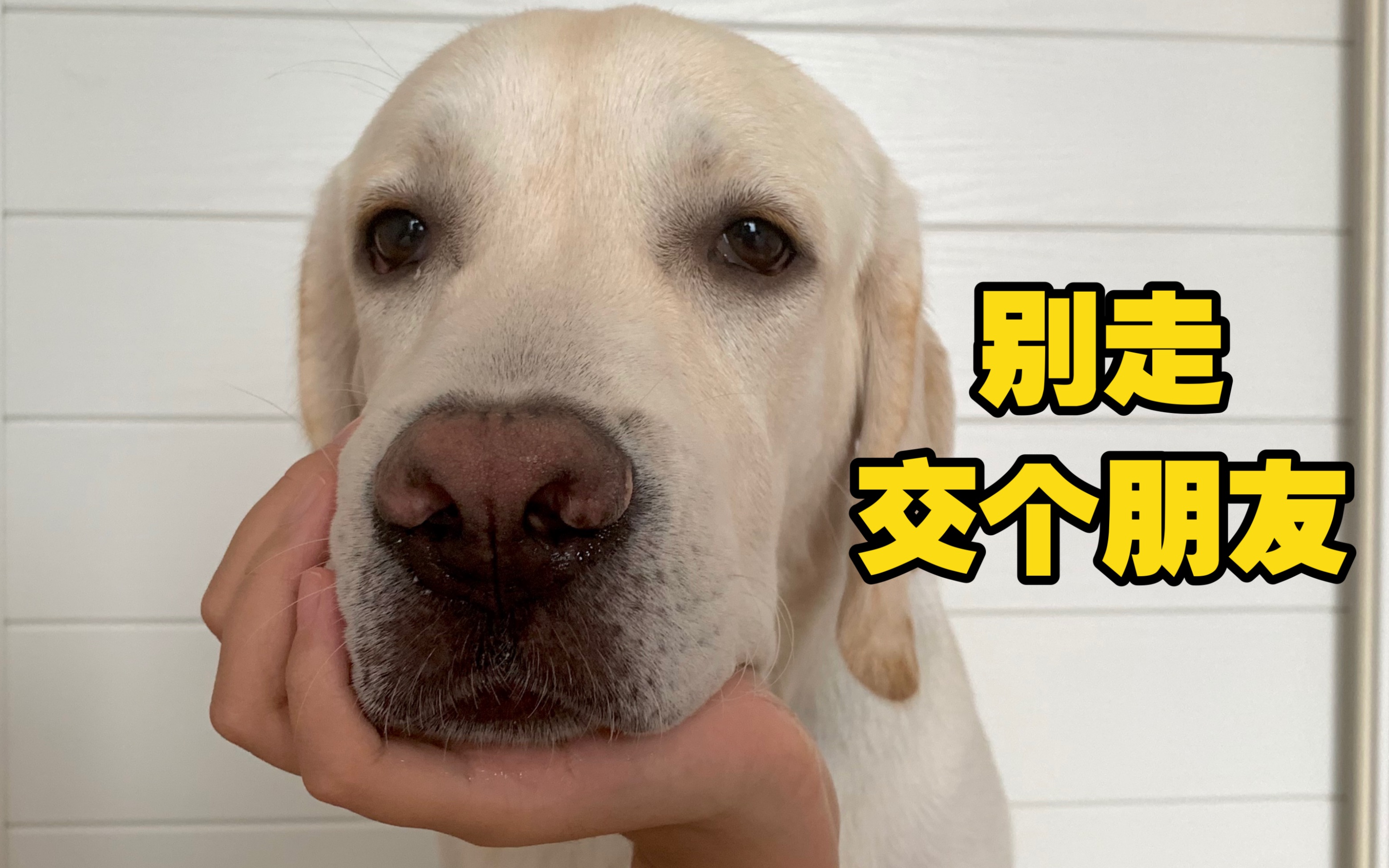 狗狗表情包十连拍!认识一下呗_哔哩哔哩_bilibili