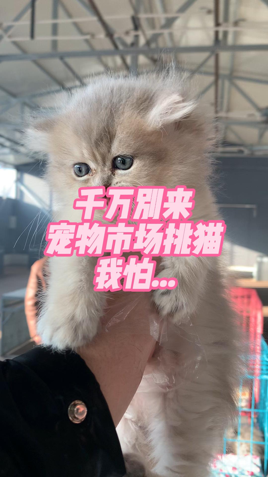 千万别来猫市淘猫,我怕哔哩哔哩bilibili