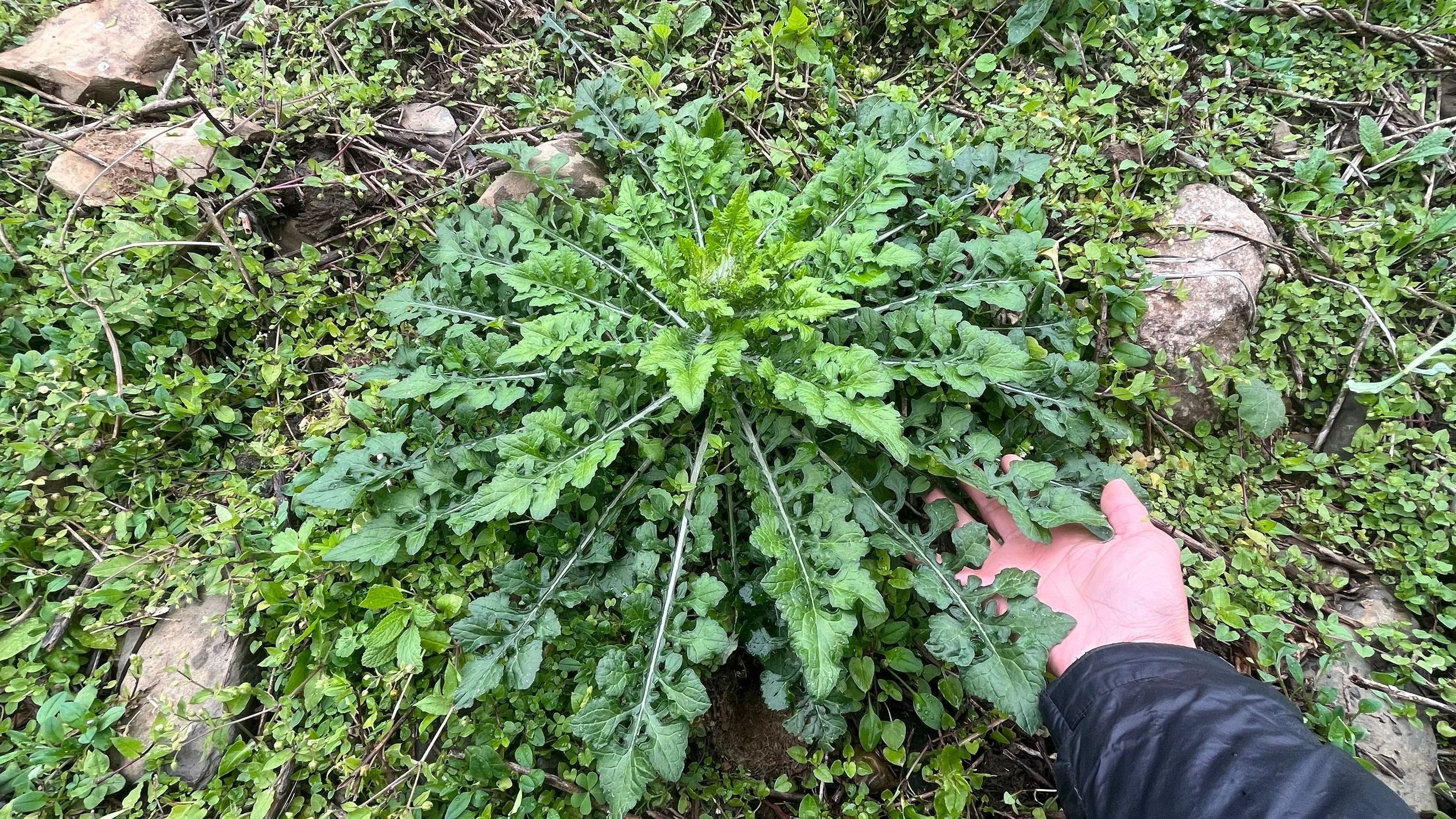 我国不起眼的“化癌王”,却有很多外地人不认识,赶快来认识一下哔哩哔哩bilibili