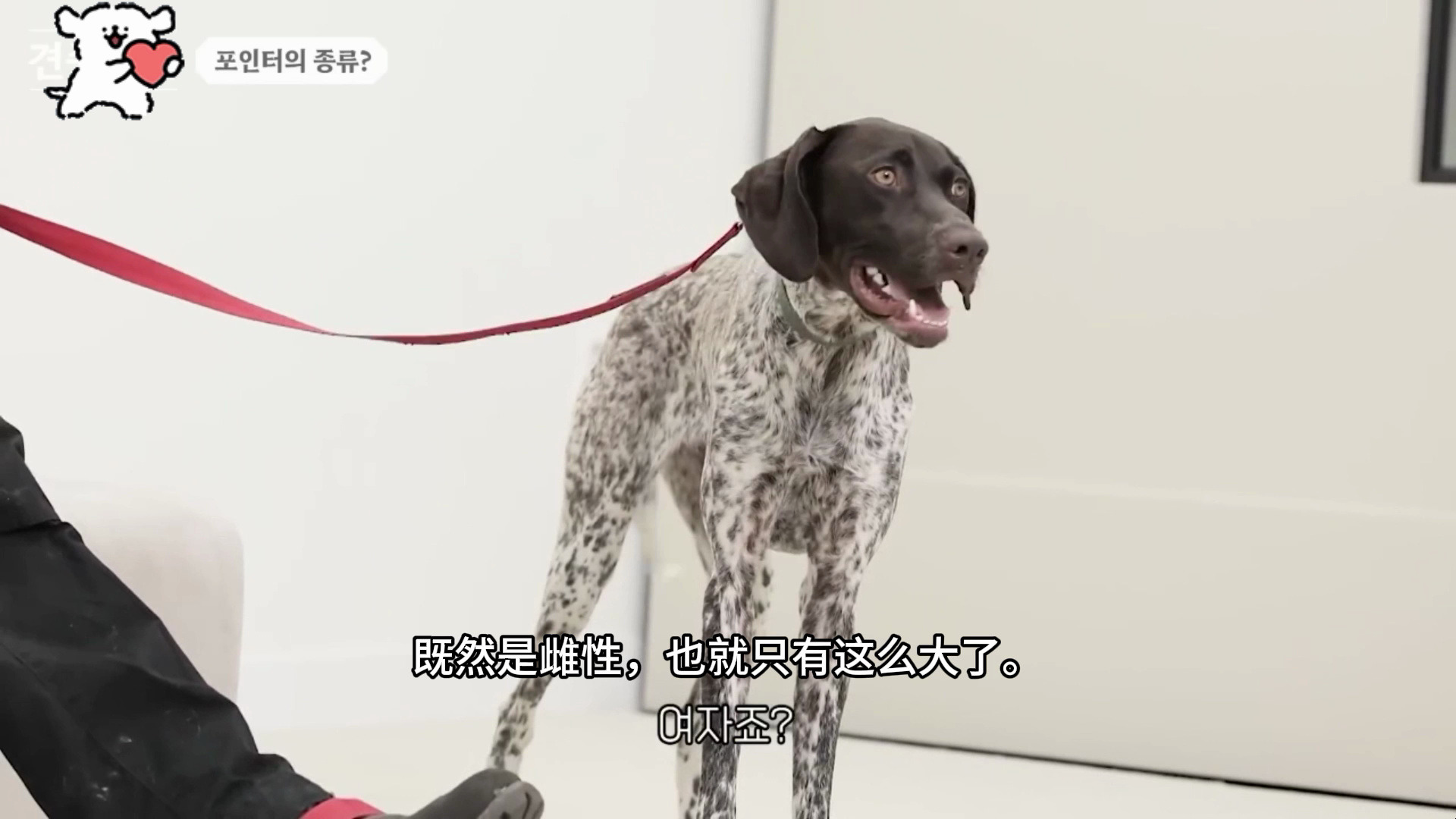 犬种百科|指示犬,不会停止,运动技能点满哔哩哔哩bilibili