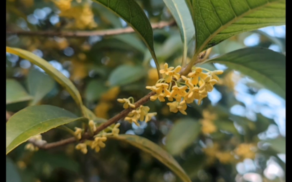 [图]桂林十月的桂花，虽迟但到