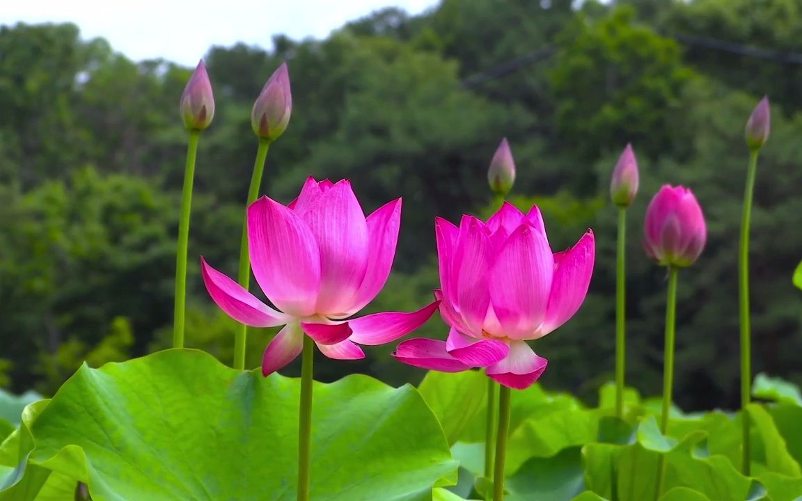 视频素材 ▏h1180 唯美浪漫荷花莲花盛开花朵鲜花绽放荷叶荷塘夜色盛夏天诗歌朗诵学校晚会舞台节目表演大屏幕led背景视频素材哔哩哔哩bilibili