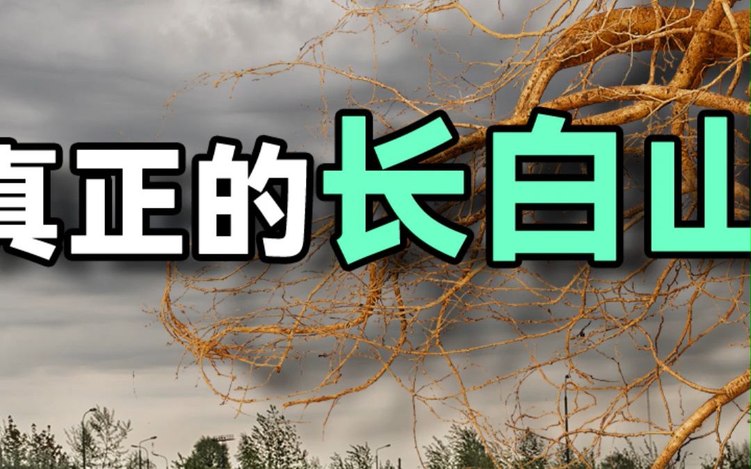 野山参采挖了1000多年了 还可能有吗?哔哩哔哩bilibili