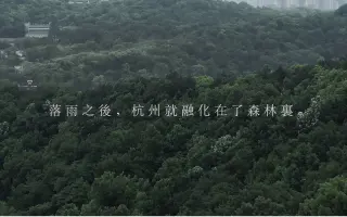 落雨之后，杭州就融化在了森林里
