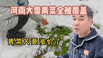 Download Video: 连续降雪地里青菜都被积雪覆盖了，没有办法采收，过节青菜要贵了