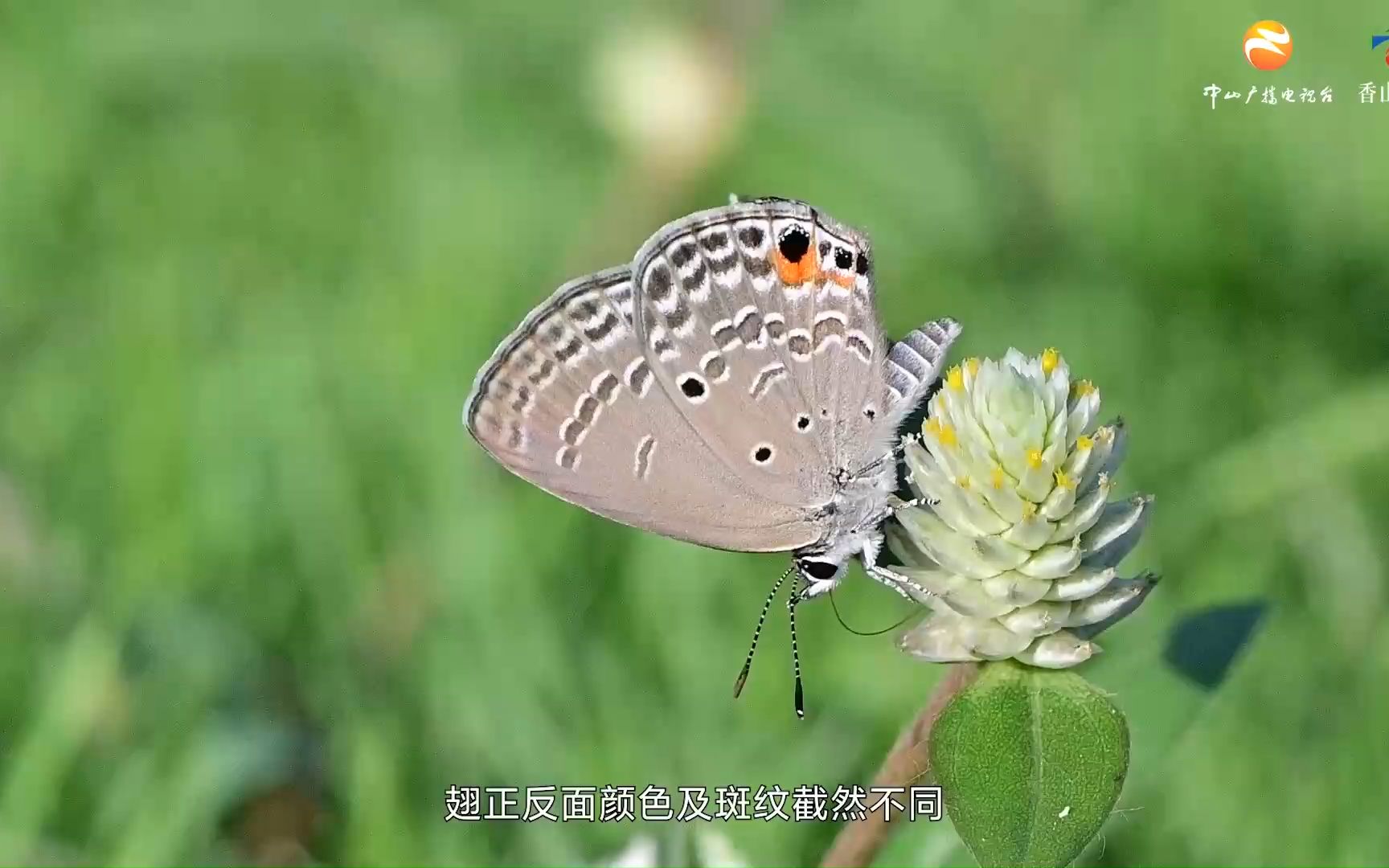 [图]中山林业有害生物之曲纹紫灰蝶