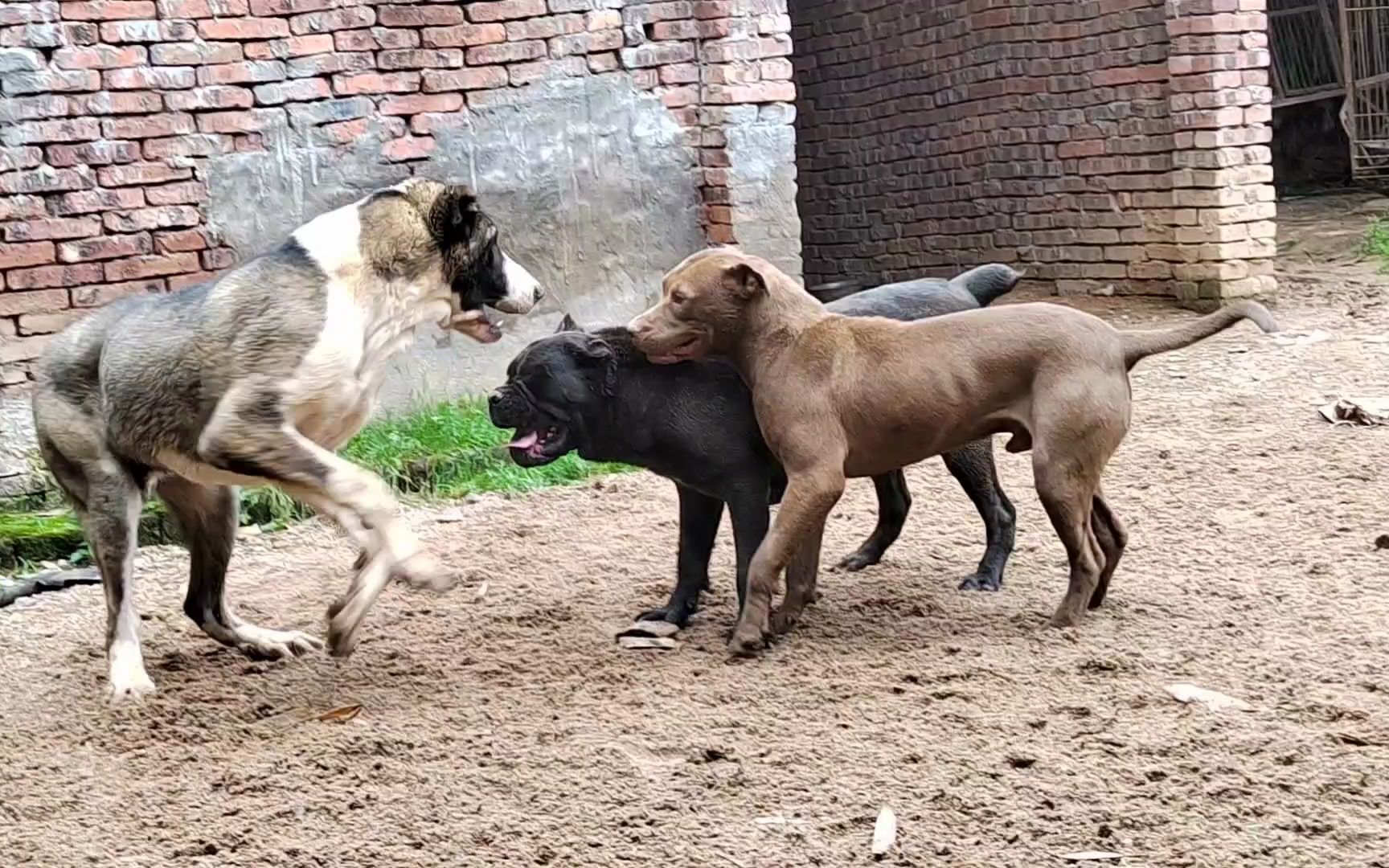 小中亞暴揍比特犬,猛犬成長原來有這麼多技巧